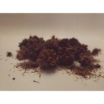 Купить Семена Кратом Kratom, Ketum (Mitragyna speciosa)