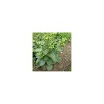 Мапачо, семена табака (Mapacho seeds, Nicotiana Rustica)
