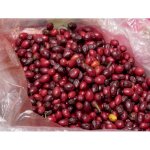 Купить Семена Коки (Bolivian Coca Seeds) 15 Штук
